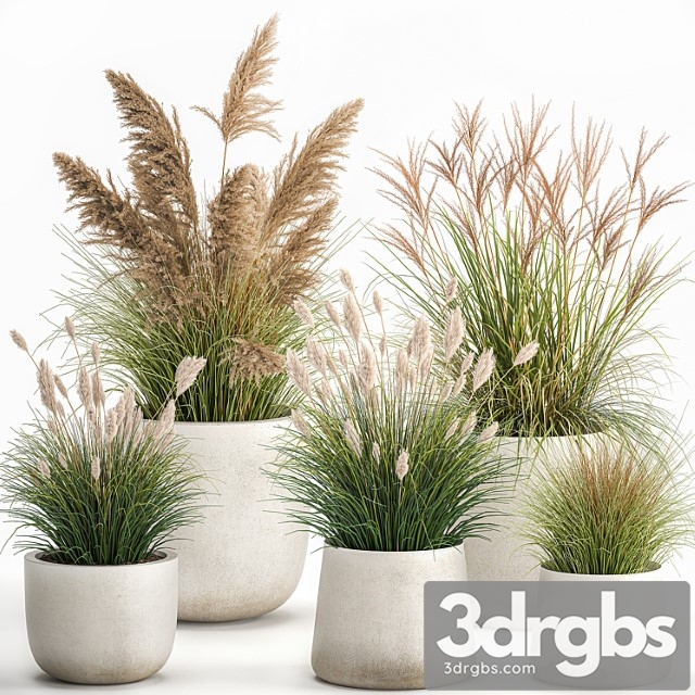 Collection of plants for landscape design in pots with reeds, flowerpot, pampas grass, bushes. set 1094.