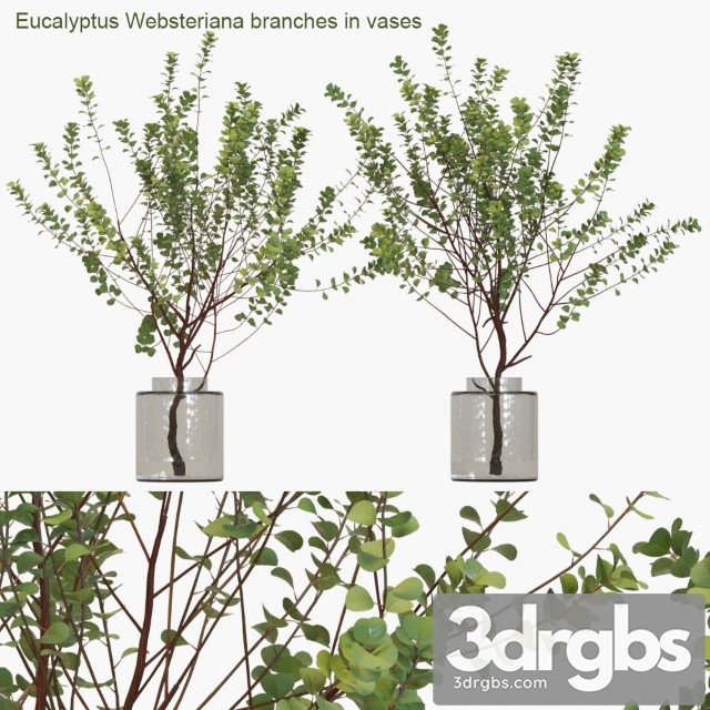 Eucalyptus Websteriana Branches in Vases