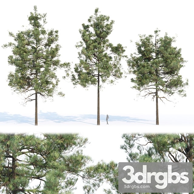 Pine Trees Collection Vol 11