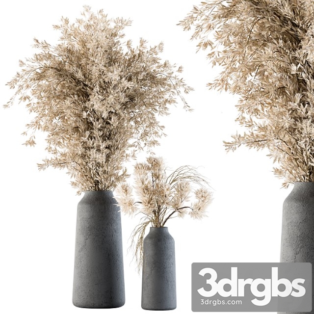 Dry plants 42 - dried plant pampas