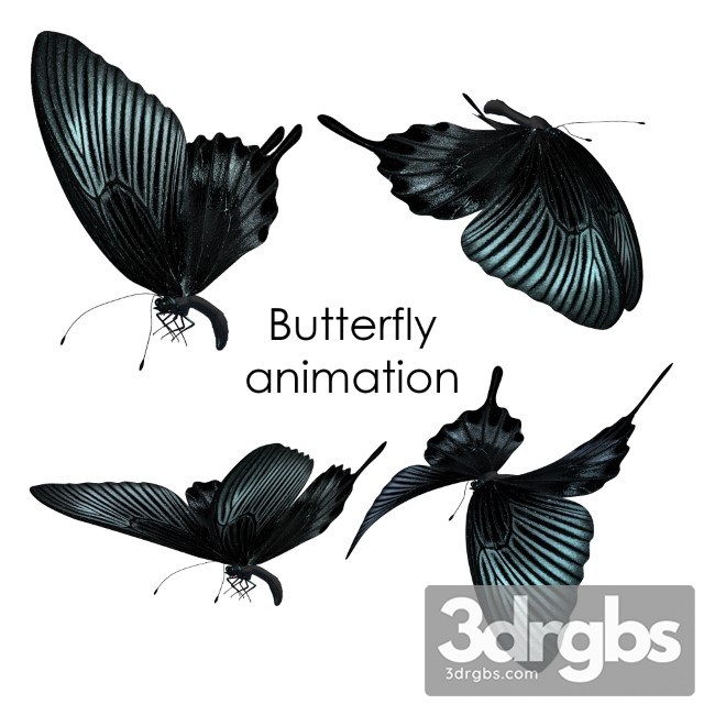 Butterfly Animation