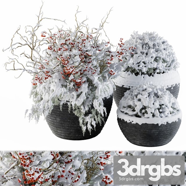 Outdoor plants tree in concrete pot snow - set 107