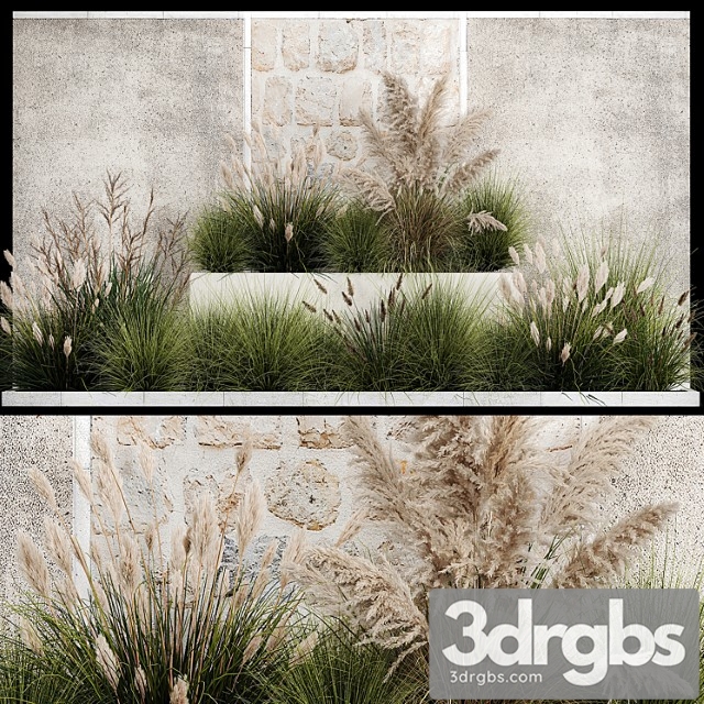 Collection of Flowerbed Plants and Shrubs with Grass for Landscape Design Pampas Grass Cortaderia and White Reed 1126