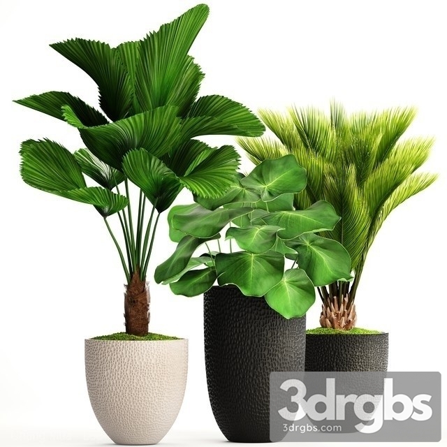 Indoor Plant Set 6