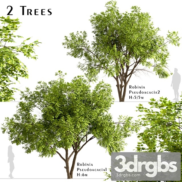 Set of robinia pseudoacacia trees (black locust) (2 trees)