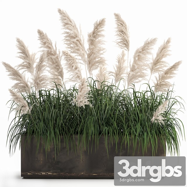 Bush White Pampas Grass In Street Rusty Metal Pot White Reed Cortaderia 1033