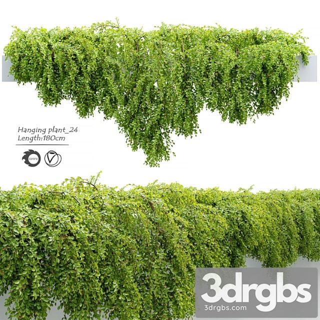 Hanging Plant 24