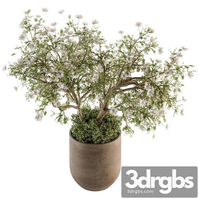 Indoor plant set 241 - bonsai bush with flowers