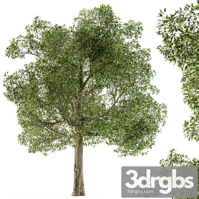 Tree broadleaf - set 21