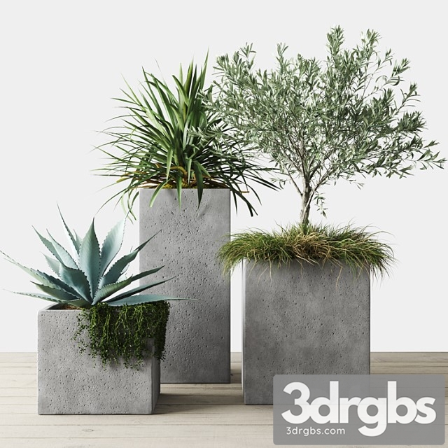 Outdoor plants set in pottery barn planters