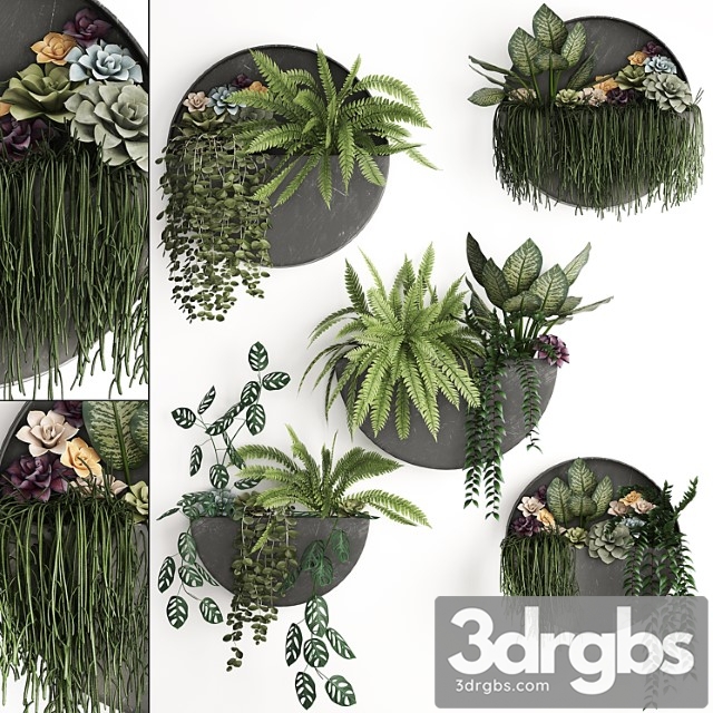 Vertical landscaping for the wall with a black metal shelf with garden, succulents, hanging plants, ferns. set 56