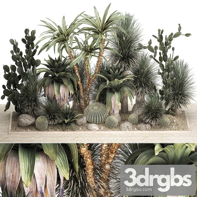 Collection Of Tropical Desert Plants 1108