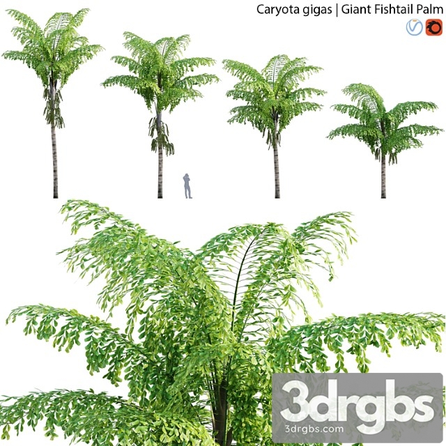 Caryota gigas - giant fishtail palm - caryota mitis - 01