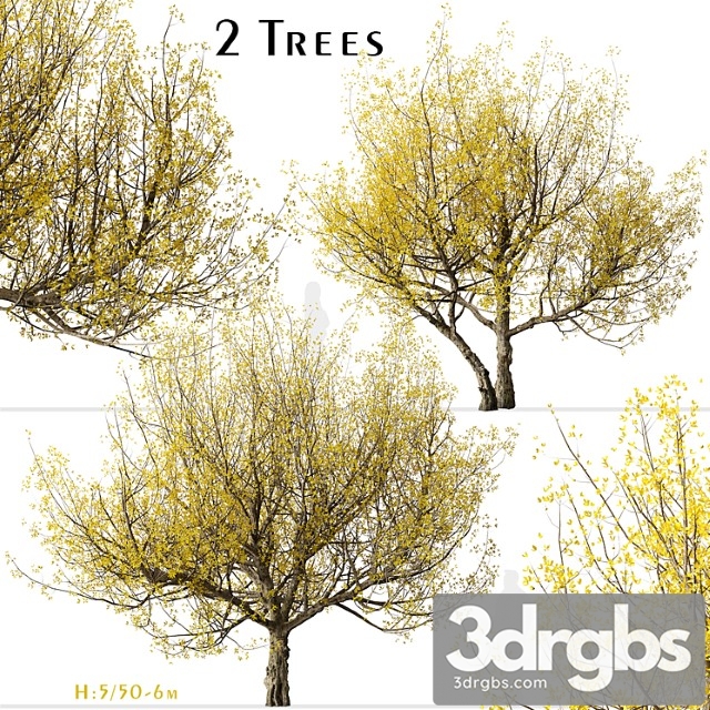 Set of flowering cornus mas trees (cornelian cherry) (2 trees)