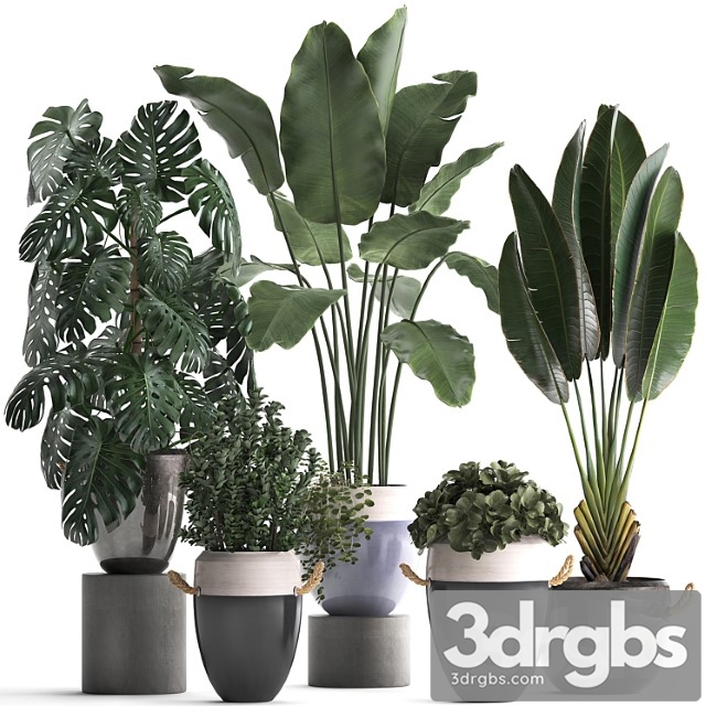 Collection of plants in modern outdoor pots with banana palm, strelitzia, monstera, bush. set 396.