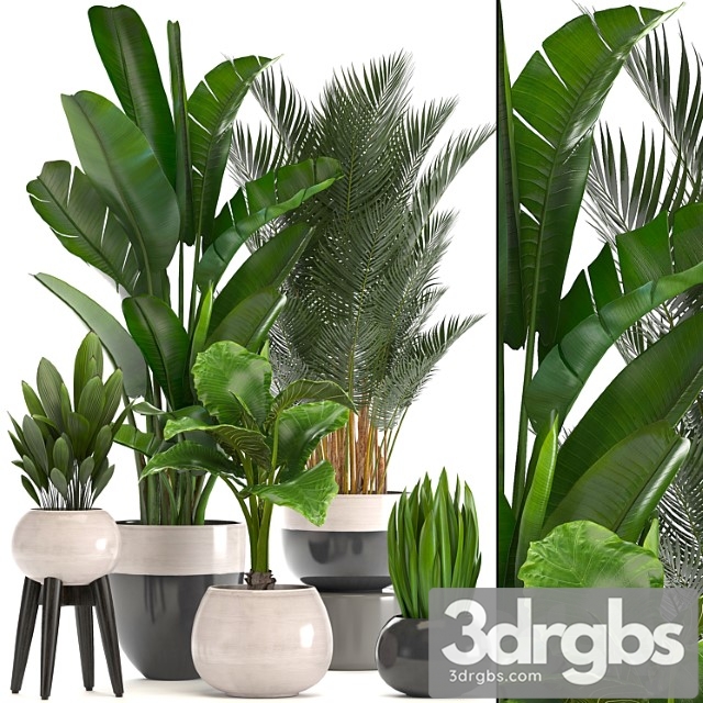 Collection of plants. strelitzia, banana, palm tree, hovea, alocasia, interior plants, scandinavian style, pot, flowerpot, luxury decor, strelitzia