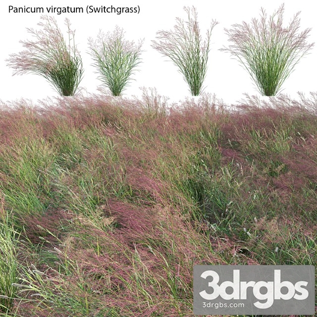 Panicum Virgatum Switch Grass