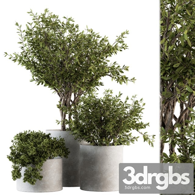 Outdoor Plants Tree Concrete Pot Set 141