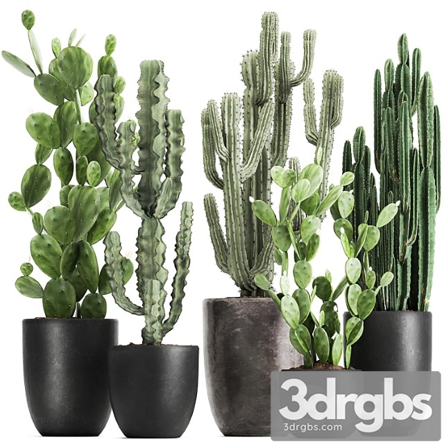 Collection of plants cacti in black pots with prickly pear, cereus, prickly pear. set 1054.