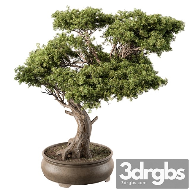 Indoor plant 451 - bonsai plant