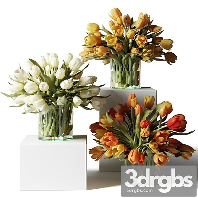 Yellow Red and White Tulips in Glass Vases