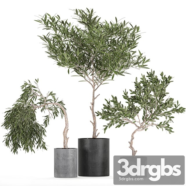 A Collection of Decorative Small Weeping Olive Trees in Black Concrete Pots Set 734