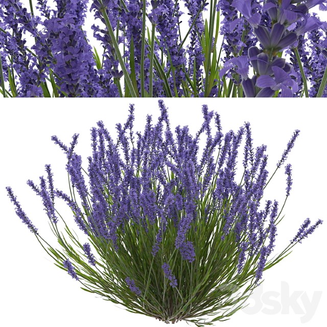 Lavanda Kust