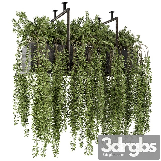 Indoor hanging plants in metal box - set 303