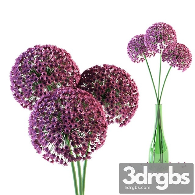 Allium flowers in vase