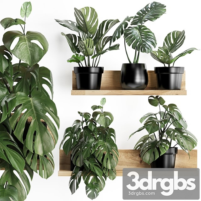 Collection of small plants wooden shelf with flowers in pots with a beautiful monstera bush. set 403.