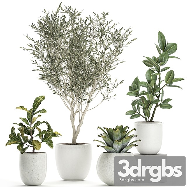 Collection of small ornamental plants in white pots with olive tree, ficus, croton, bromelia, sapling. set 676