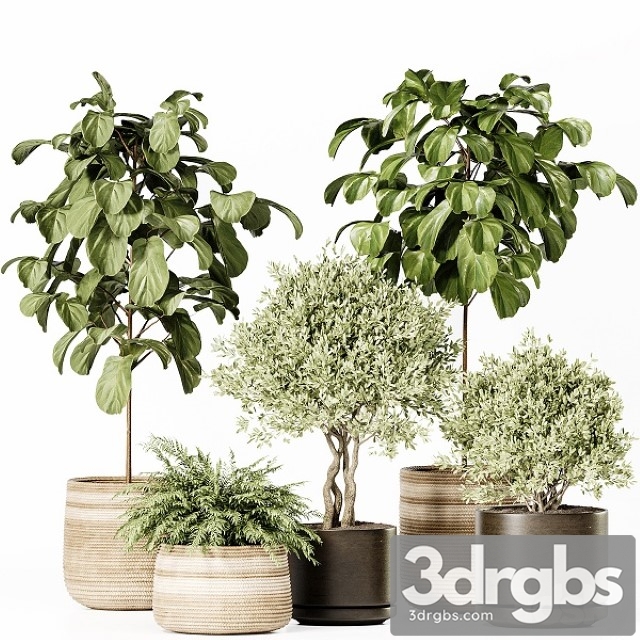 Indoor Plants Set 022