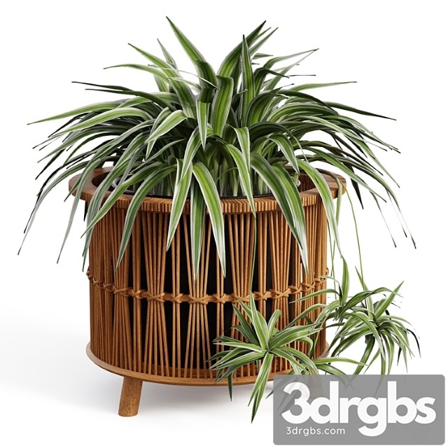 Maiki woven planters