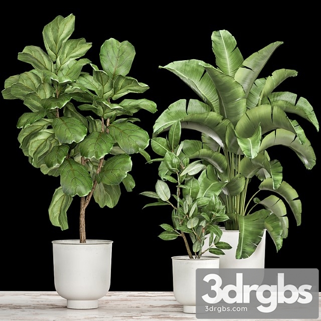 Collection of plants in white pots with ficus lyrata and strelitzia trees, banana. set 1018.