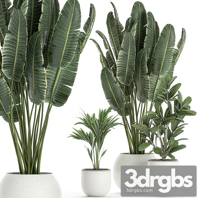 Collection of small beautiful plants in white pots with banana palm, strelitzia. set 660.