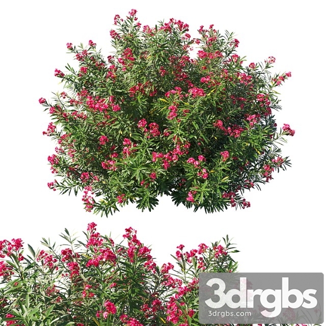 Nerium oleander bush 3