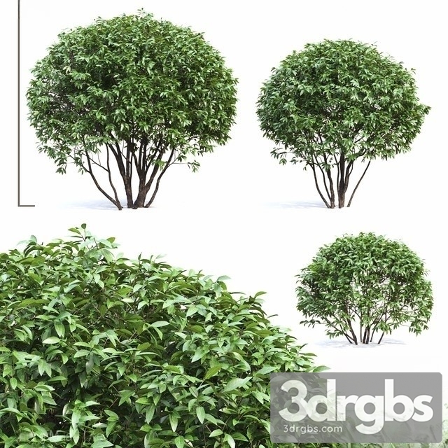 Ligustrum