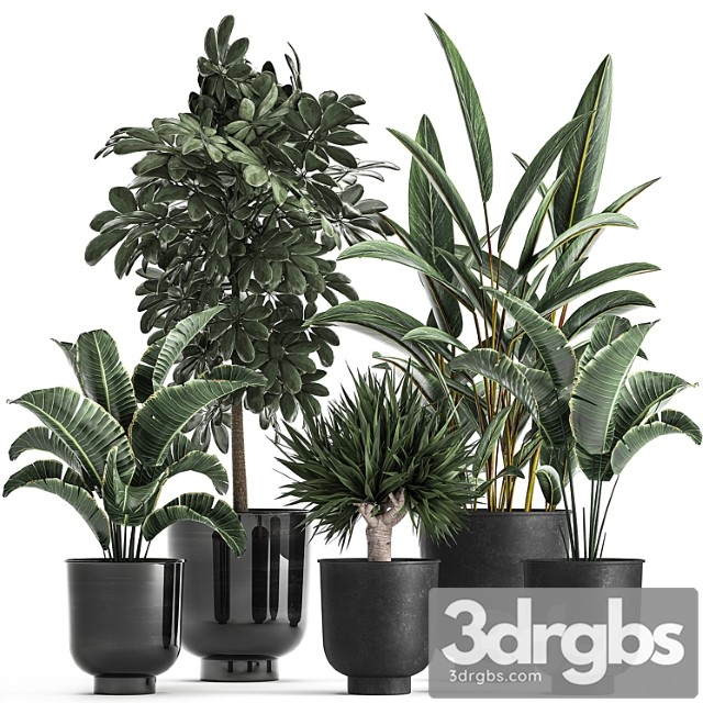 Collection of plants in black pots with strelitzia, scheffler, palm, alpinia . set 843.