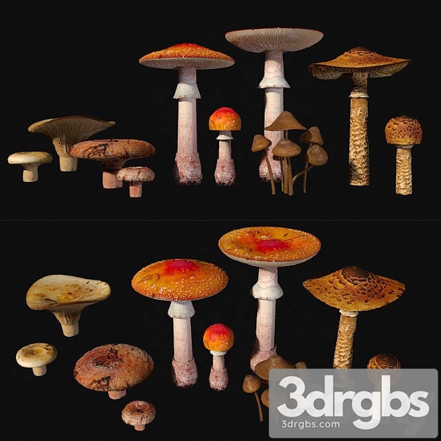 Mushrooms. set1