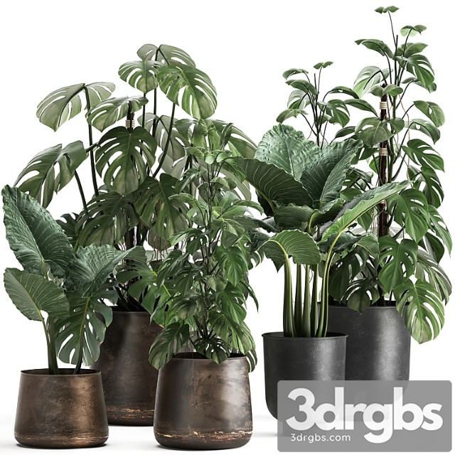 Collection of plants in rusty metal black pots with monstera flower, loft, alokasia. dial 999.