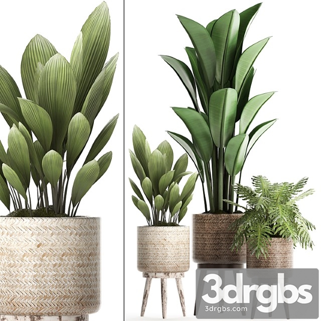 A collection of small plants in modern white rattan baskets with strelitzia, philodendron, palm grass, ravenala. set 428.