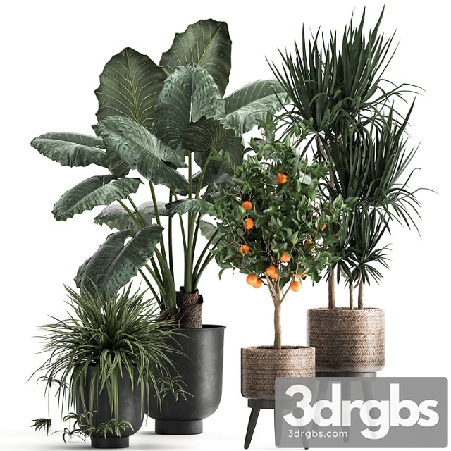 Collection of plants in black pots and baskets with alocasia, dracaena, orange tree, loft. set 1002.