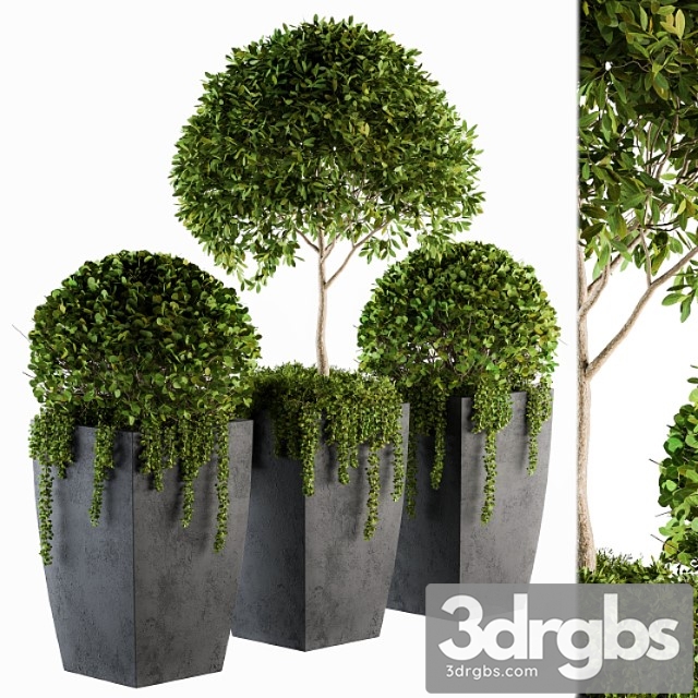 Outdoor Plants Round Topiary Tree Set 75