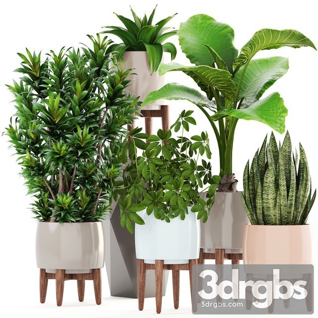 Indoor Plant Set 19