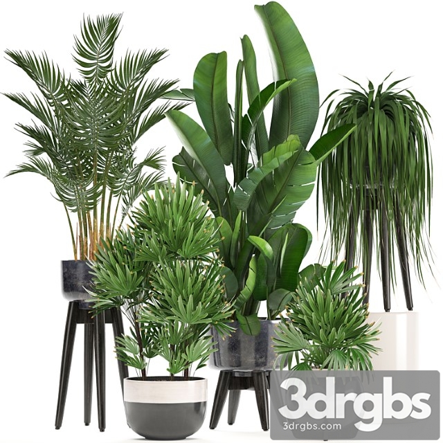 Collection of Houseplants in Pots and Flowerpots for the Interior Made of Rapis Palm Banana Strelitzia 231