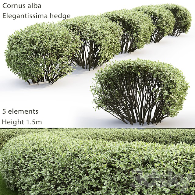 Deren Belyi Elegantissima Cornus Alba Elegantissima Hedge 2