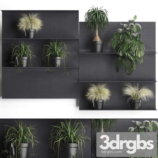 Vertical Gardening Fifty Black Metal Shelf Shelf With Flowers Loft Monstera Grass Chlorophytum Dracaena