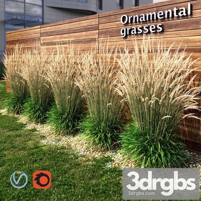 Ornamental Grass Dry