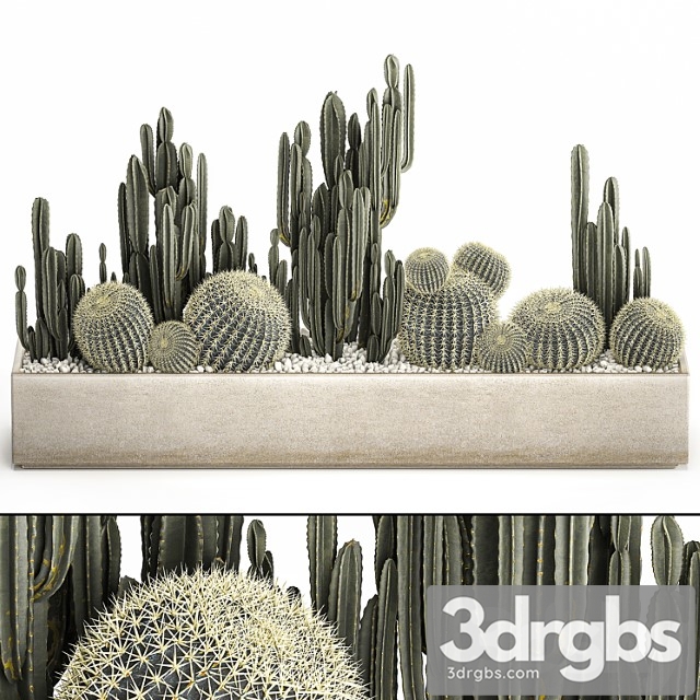 Collection of desert plants in a vase of cacti, cereus and echinocactus, barrel cactus. set 1097.