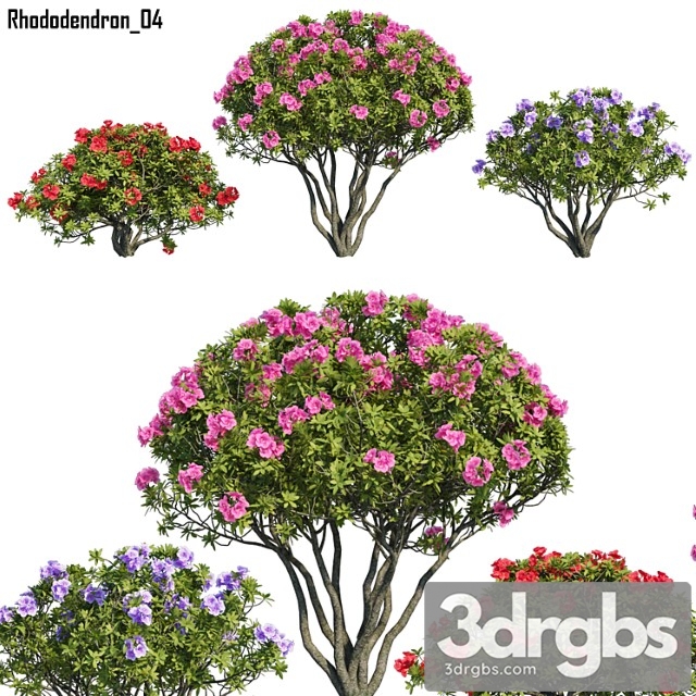 Rhododendron 04